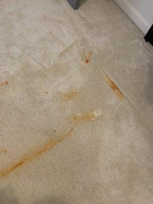 Sauce Carpet Stain