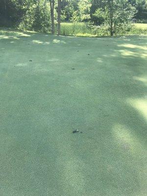 Goose poop covering the green.