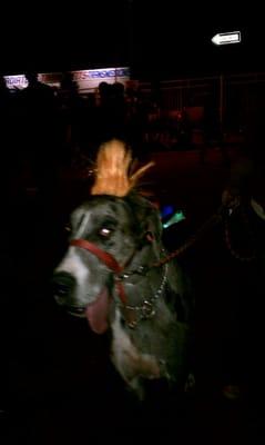 George Clinton....we found your dog