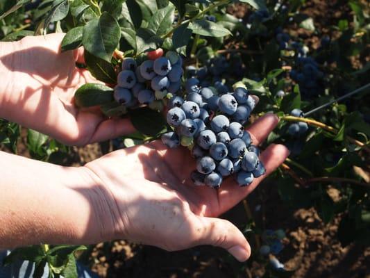 Fresh blueberries!