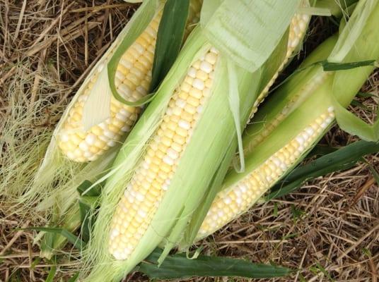 Sycamore Farm's famous sweet corn.