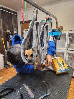 Critter Care Grooming By Deb