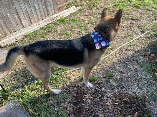 Ruger after his de-shedding.