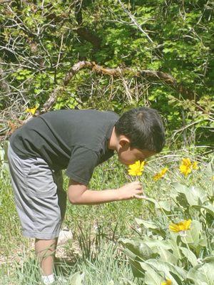 Sunflowers everywhere