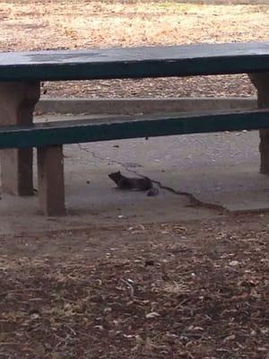 This isn't a squirrel... It runs with its belly close to the ground and has spots in its fur... WTH is it??