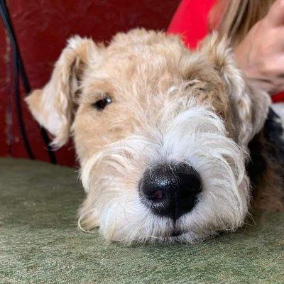 Daycare pup's relaxing in Carroll Ohio