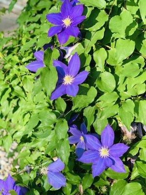 Spring Flowers