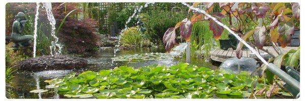 Aquatic plants are a great asset to any garden pond.