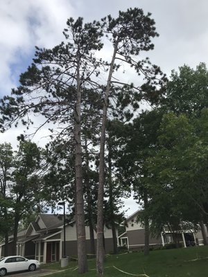 Removal of 2 Austrian Pine Trees in Blaine, MN.