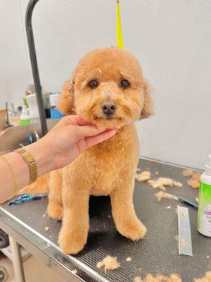 Cute puppy cuts and grooming