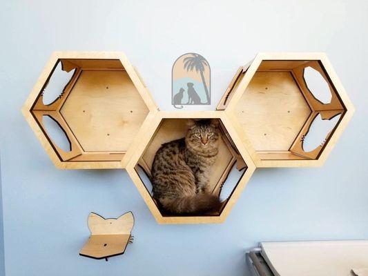 Pictured: longhaired brown Tabby cat sitting in center cat hideaway cubby in the LCAH cat-exclusive exam room.