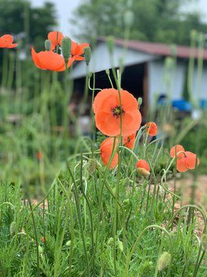 Dr John Wilson Community garden