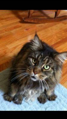 Colbie our Maine Coon