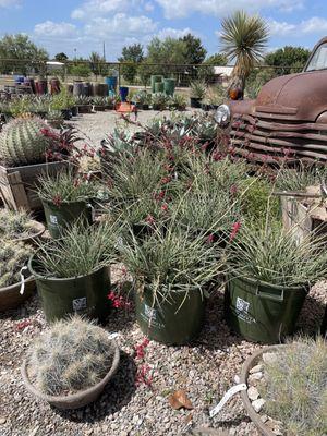 Backbone Valley Nursery