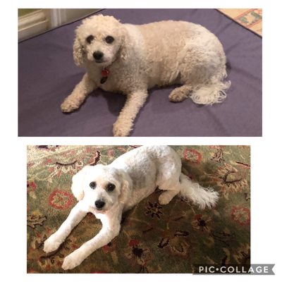 Top photo when we first adopted and bottom photo after most recent grooming.