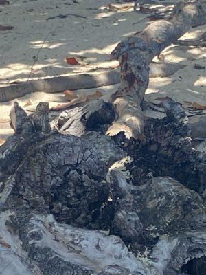 Cemetery Beach