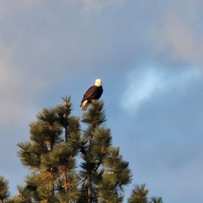 Bald eagles checking out the pond