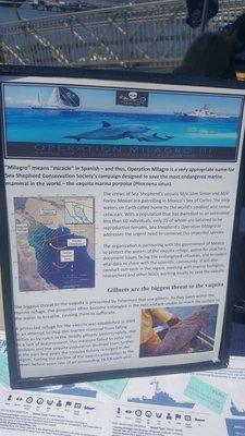 some info about their  work trying to protect the Vaquita Porpoise