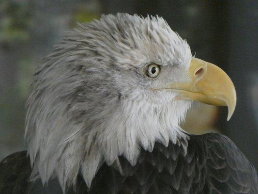 Bald Eagle