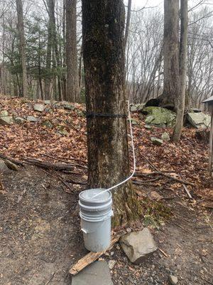 Tapping a maple tree