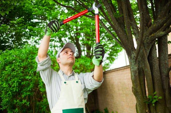 CG’s Lawn and Tree Service