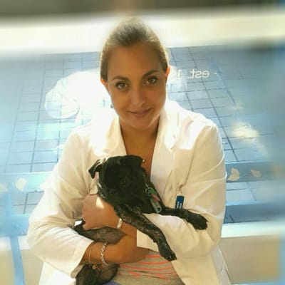 New York Vet Practice Co Founder  Dr Mortsakis