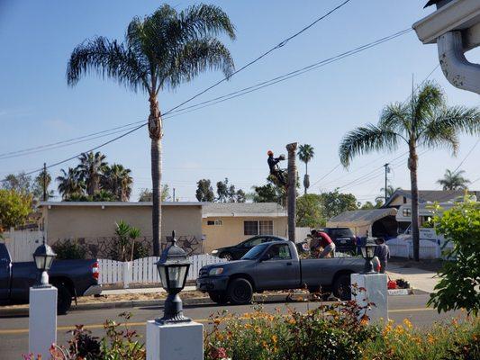 The workers Cutting Down the Palm Trees and loading the trees to their vehicles.