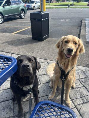 Waiting in abbots seating area for their pup cup!!!