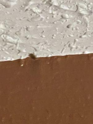 Bed bug on ceiling