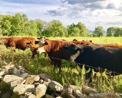 Lowland Farms Warwick NY