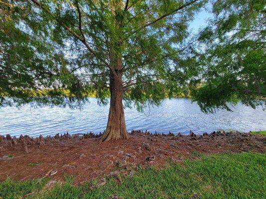 Cypress trees