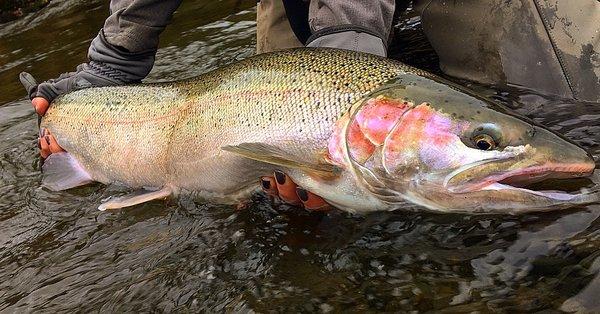 A customer I guided holding my Steelhead for size reference   Thank you Sportsman's Warehouse Alaska. Keep up the great team work!