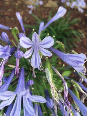 Who knew I could take care of Agapanthus ?  Mrs Donna did