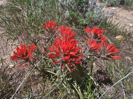 Wild flowers are starting to pop