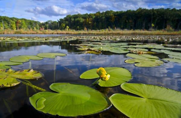 Lost Lake Nature Preserve