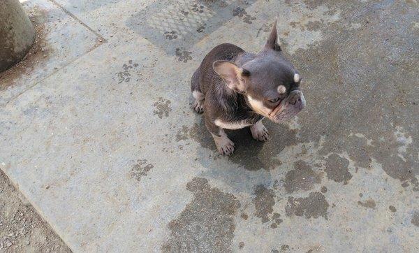 A docile and shy Pit Bull puppy came up to me to say hello.