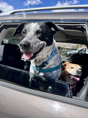 Joyful pups after a hiking in the Glenwood Canyon!