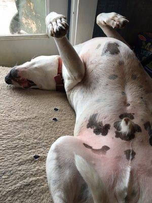 Don't forget to give the dog belly rubs!