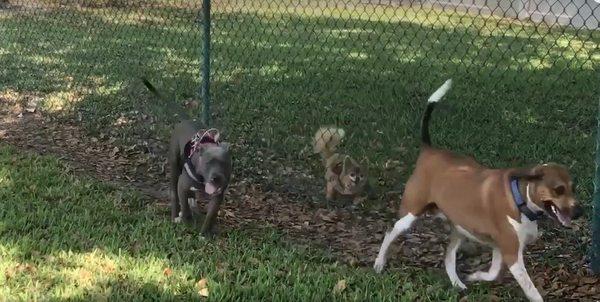 Small dogs have a separate enclosure from the big dogs, but they can still sniff each other to say hello. We love it!  :)