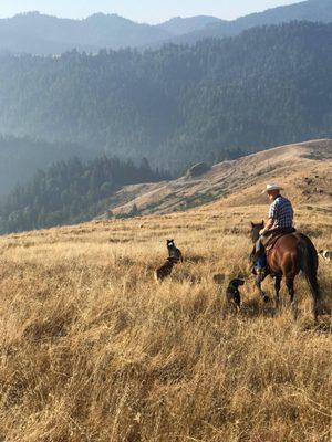 Hugo riding his horse "Gunner" along with our ranch dogs who help gather cattle.