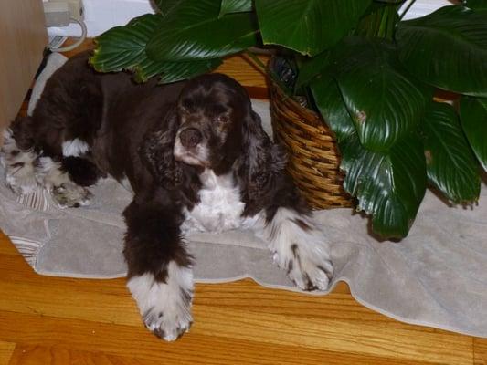 So you pls tell me what part of Cocker Spaniel haircut w/h no skirt they didnt get? Last time she was groomed on 07/2012