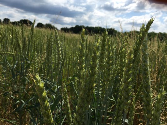 Wheat almost ready