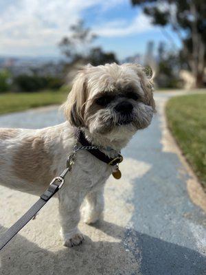 Rocco loves his walks with Luck Dog!