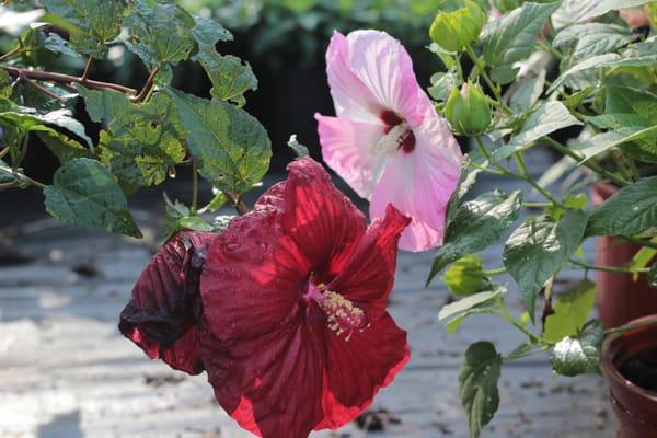 Hibiscus moscheutos 'Robert Fleming' & Hibiscus moscheutos 'Luna Pink Swirl'