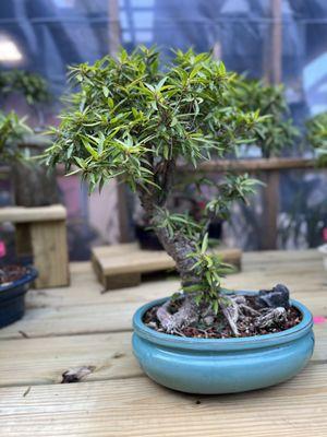 Willow Leaf Ficus