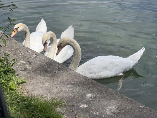 Swan Pond