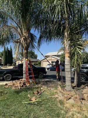 Bryan trimming the palms