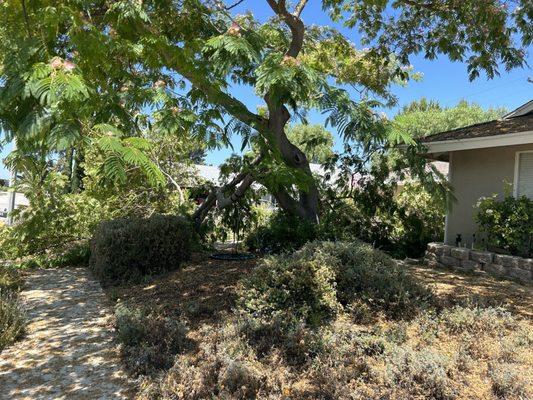 Tree that dropped two large branches