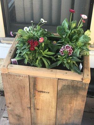 Annual Flowers in my planter