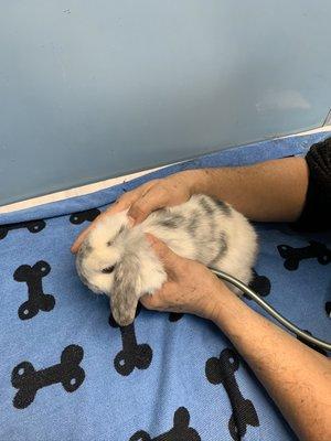 A bunny having a checkup after coming from breeder.